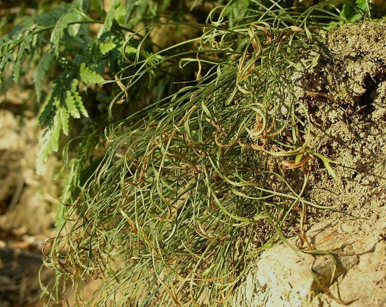 Asplenium septentrionale / Asplenio settentrionale